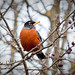 Robin Redmond Photo 8