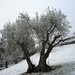 Angela Snow Photo 14