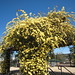 Rose Bower Photo 23
