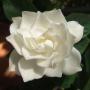 Janice Becker Photo 18