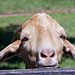 Jami Higgins Photo 10