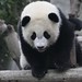 Zhi Li Photo 8