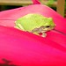 Janet Elmore Photo 14