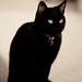 Ronnie Shell Photo 5