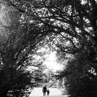 Stephen Andrews Photo 16