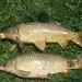 David Carp Photo 9