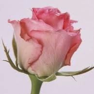 Fadi Yaseen Photo 8
