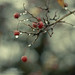 Berry Gray Photo 6