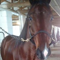 Susan Ehlers Photo 27