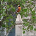 Robin Post Photo 26