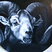 Shelley Fair Photo 9
