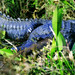 Cecil Webb Photo 24