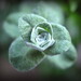 Bud Holmes Photo 10