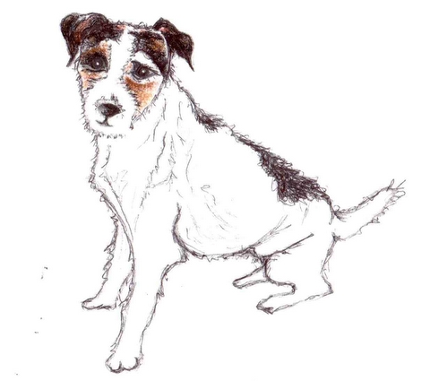 Jack Russell Photo 17