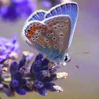 Karen Kocher Photo 21