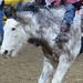 Steven Peebles Photo 27