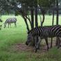 Thomas Griffis Photo 9