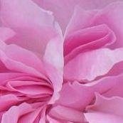 Vi Trinh Photo 29
