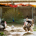 Roger Hutchins Photo 8