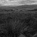 Glen Brown Photo 37