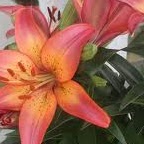 Debra Armstrong Photo 32