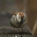 Judith Sparrow Photo 13