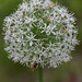 Susan Ginter Photo 20