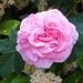 Judy Rose Photo 11