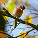 Autumn Finch Photo 13