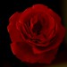 Rose Amato Photo 12