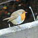 Robin Roe Photo 14