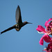 Bonita Bates Photo 10
