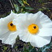 Kala White Photo 20