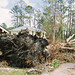 Katrina Root Photo 7