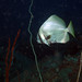 Jeff Rayner Photo 28