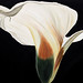 Lorraine Thomson Photo 12
