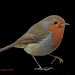 Robin Graham Photo 31