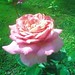 Rose Gardner Photo 14