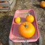 Lori Holmes Photo 26