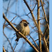 Kelly Sparrow Photo 10