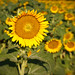 Debra Rutledge Photo 17