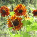 Phillip Flowers Photo 21