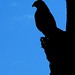Jeffrey Hawk Photo 16