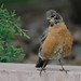 Robin Littleton Photo 8