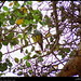 Bruce Green Photo 24