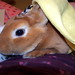 Timothy Flynn Photo 59