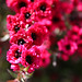 Ruby Neighbors Photo 15