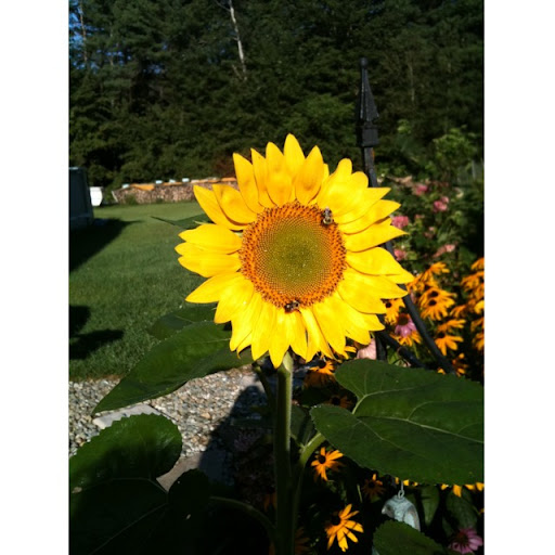Linda Phelps Photo 36