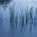 Deborah Reed Photo 19