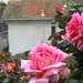 Rowena Rose Photo 10